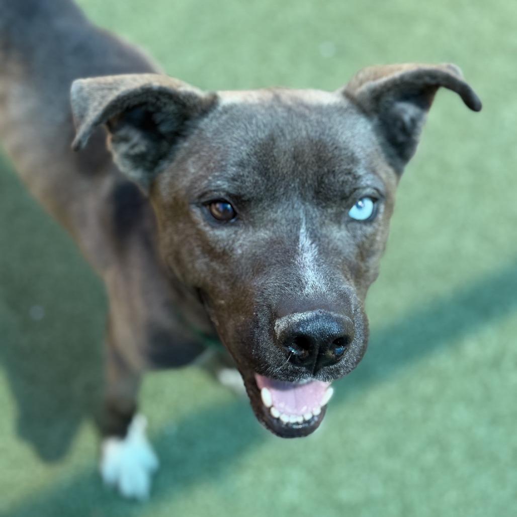 Bear, a Adoptable mixed breed in Greensboro, NC image 1/6