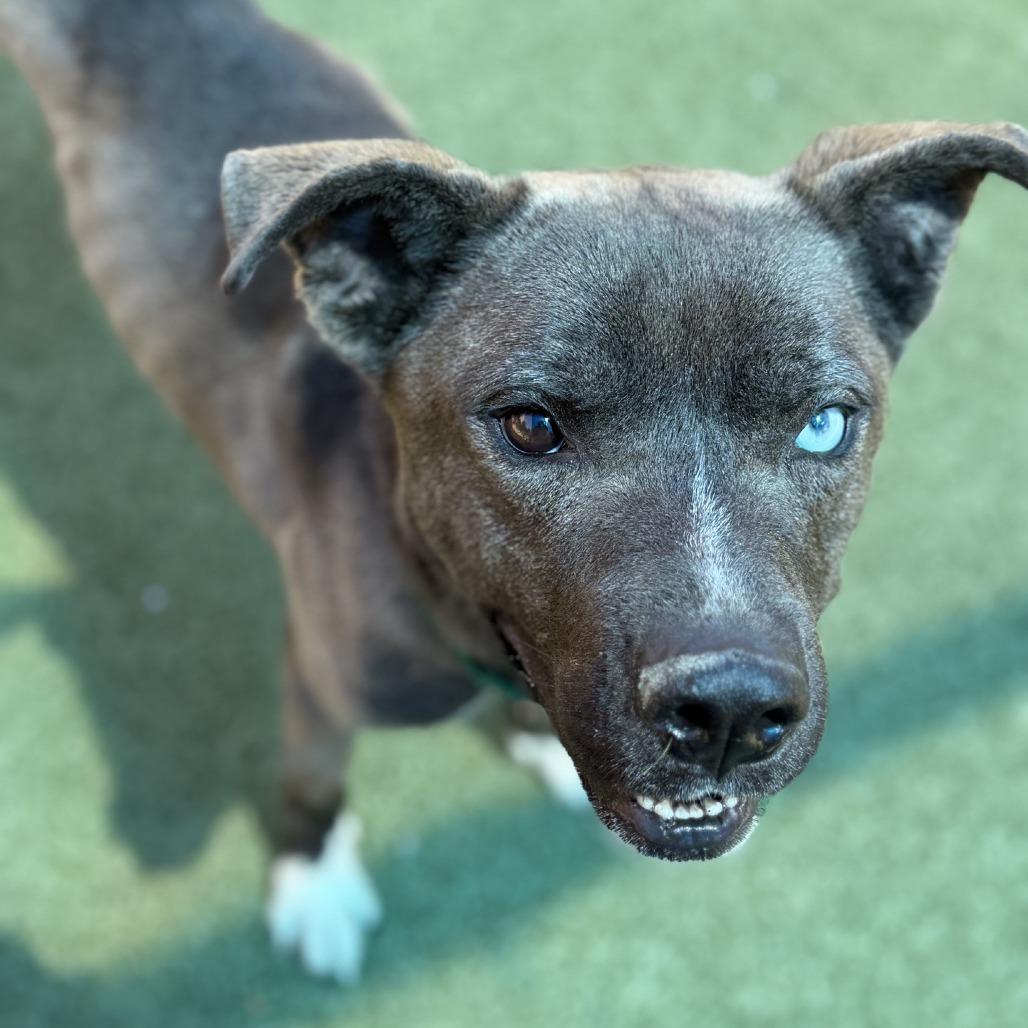 Bear, a Adoptable mixed breed in Greensboro, NC image 2/6