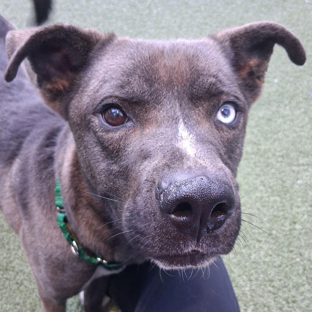 Bear, a Adoptable mixed breed in Greensboro, NC image 3/6