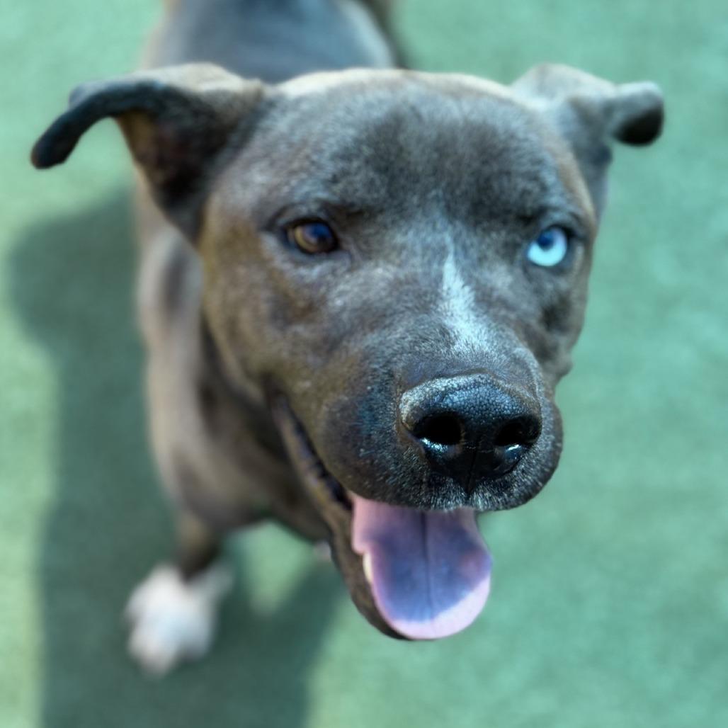 Bear, a Adoptable mixed breed in Greensboro, NC image 4/6