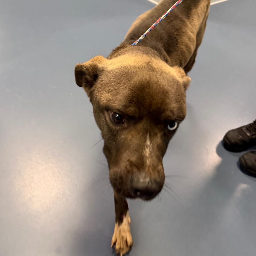 Bear, a Adoptable mixed breed in Greensboro, NC image 5/6