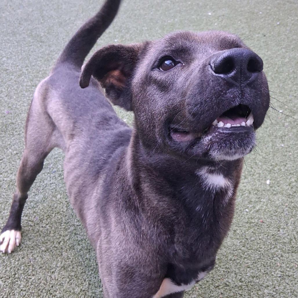 Bear, a Adoptable mixed breed in Greensboro, NC image 6/6