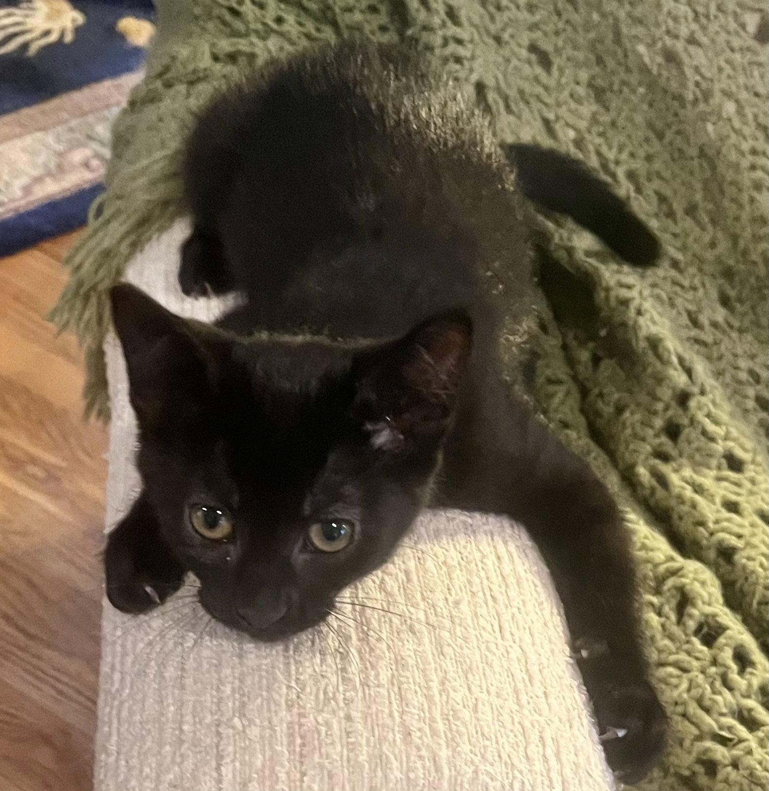 Giovanni, a Adoptable Domestic Short Hair in Shawnee, KS image 1/2
