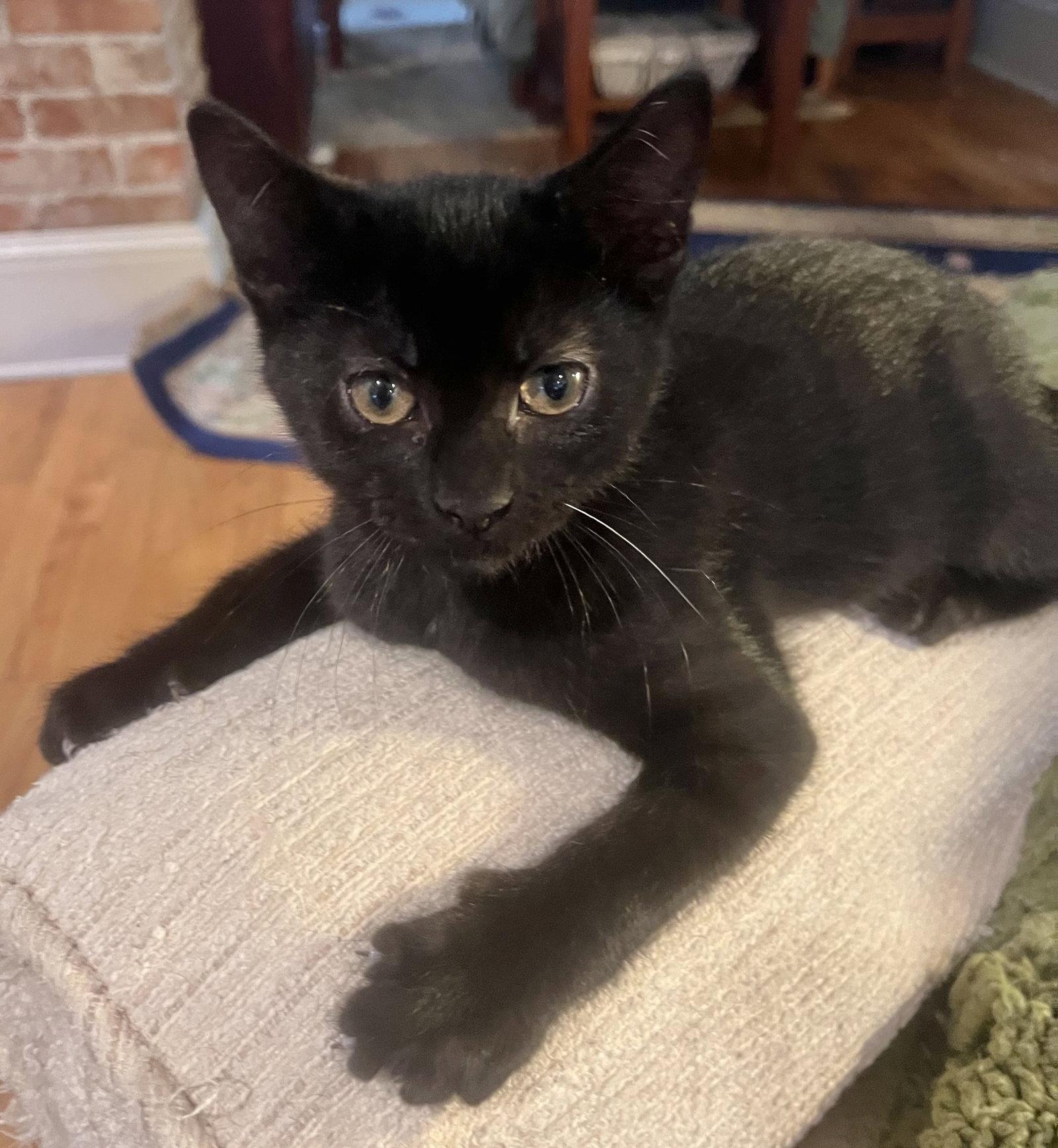 Giovanni, a Adoptable Domestic Short Hair in Shawnee, KS image 2/2