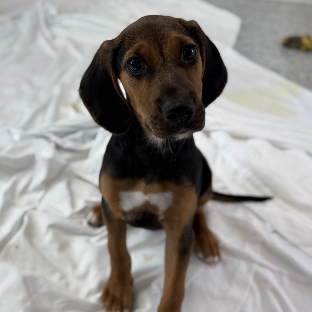 Beaker, Adoptable, Puppy Female Beagle.