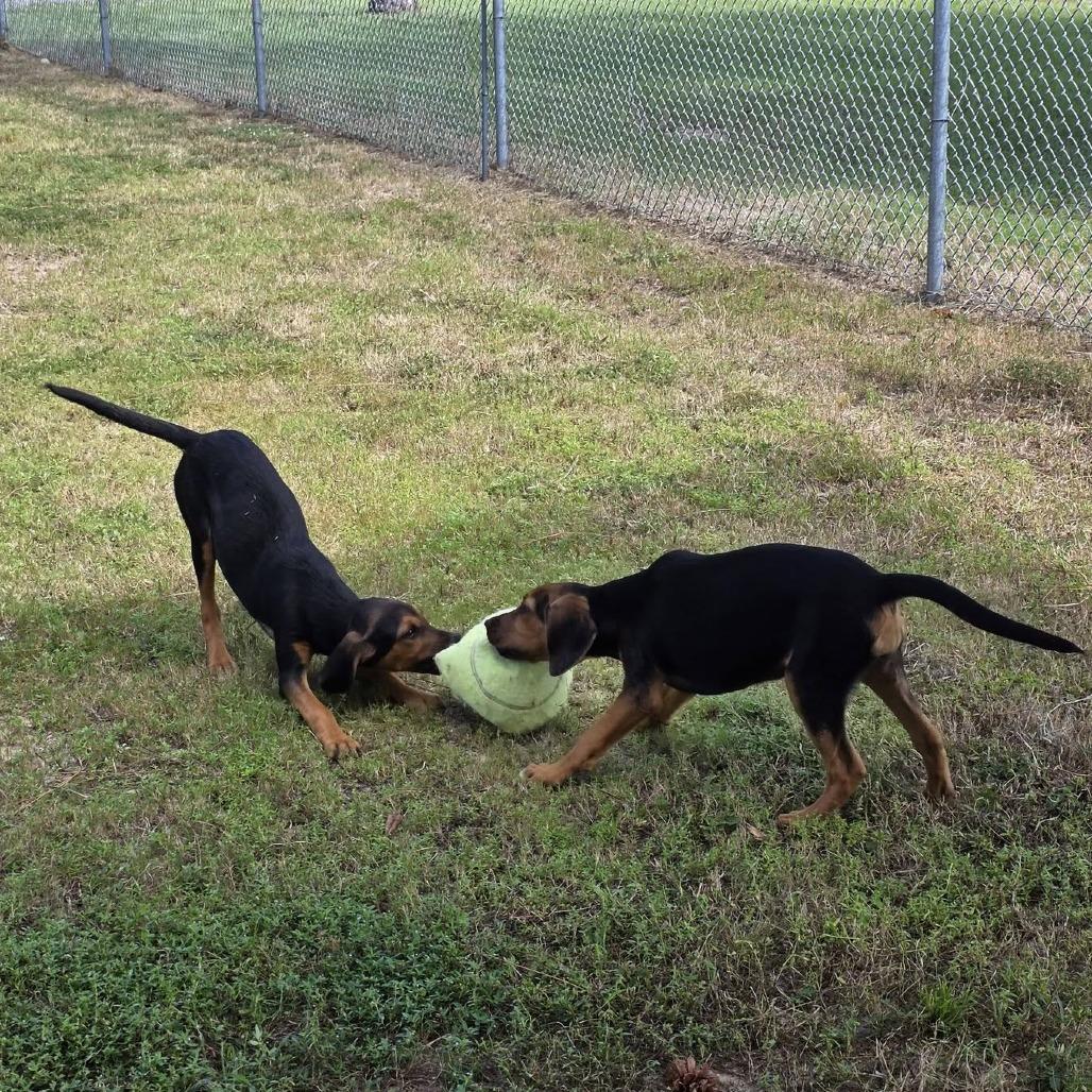 Enlarge Beaker, a Adoptable Beagle in Freeport, FL image 2/2