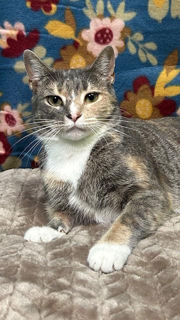 Enlarge 251488 Coco Mimsy, a Adoptable Domestic Short Hair in Wetumpka, AL image 1/2