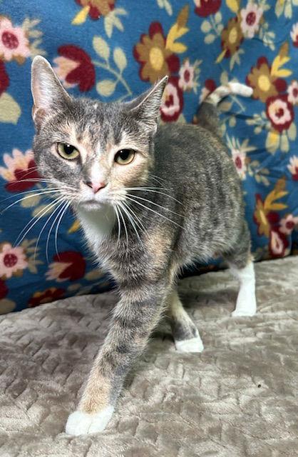 Enlarge 251488 Coco Mimsy, a Adoptable Domestic Short Hair in Wetumpka, AL image 2/2