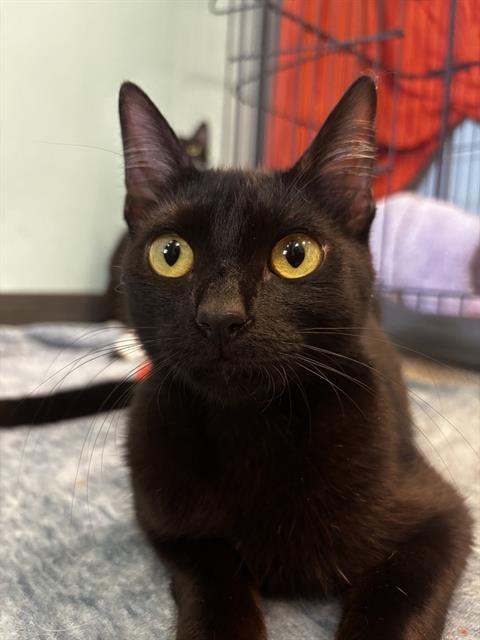 BETTY, Adoptable, Young Female Domestic Short Hair.