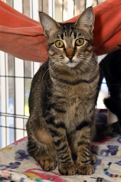 Eloise, Adoptable, Young Female Domestic Short Hair.