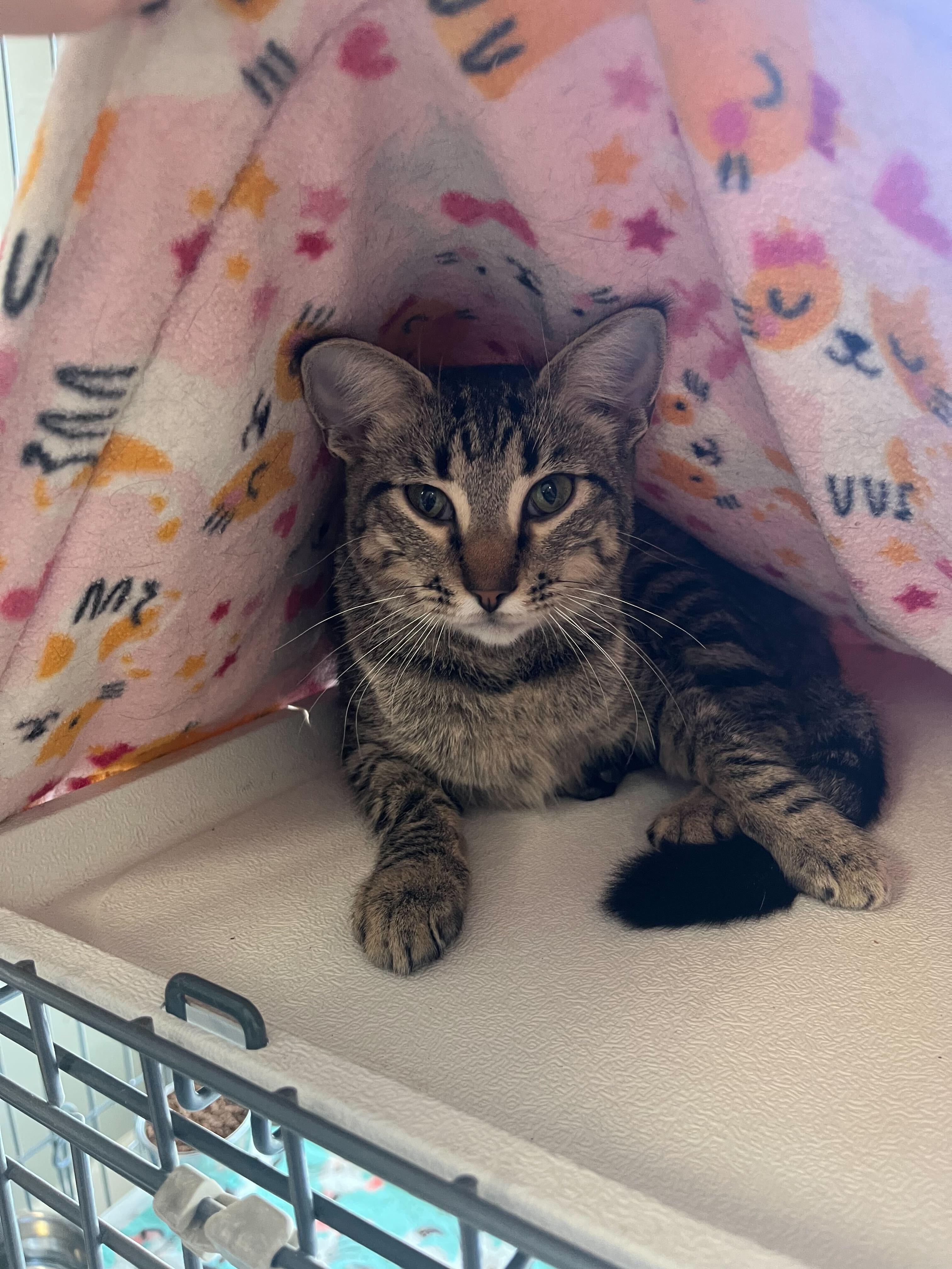 Enlarge Eloise, a Adoptable Domestic Short Hair in Baton Rouge, LA image 2/2