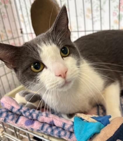 Enlarge Charlie, a ADOPTABLE Domestic Short Hair in Grass Valley, CA image 2/2