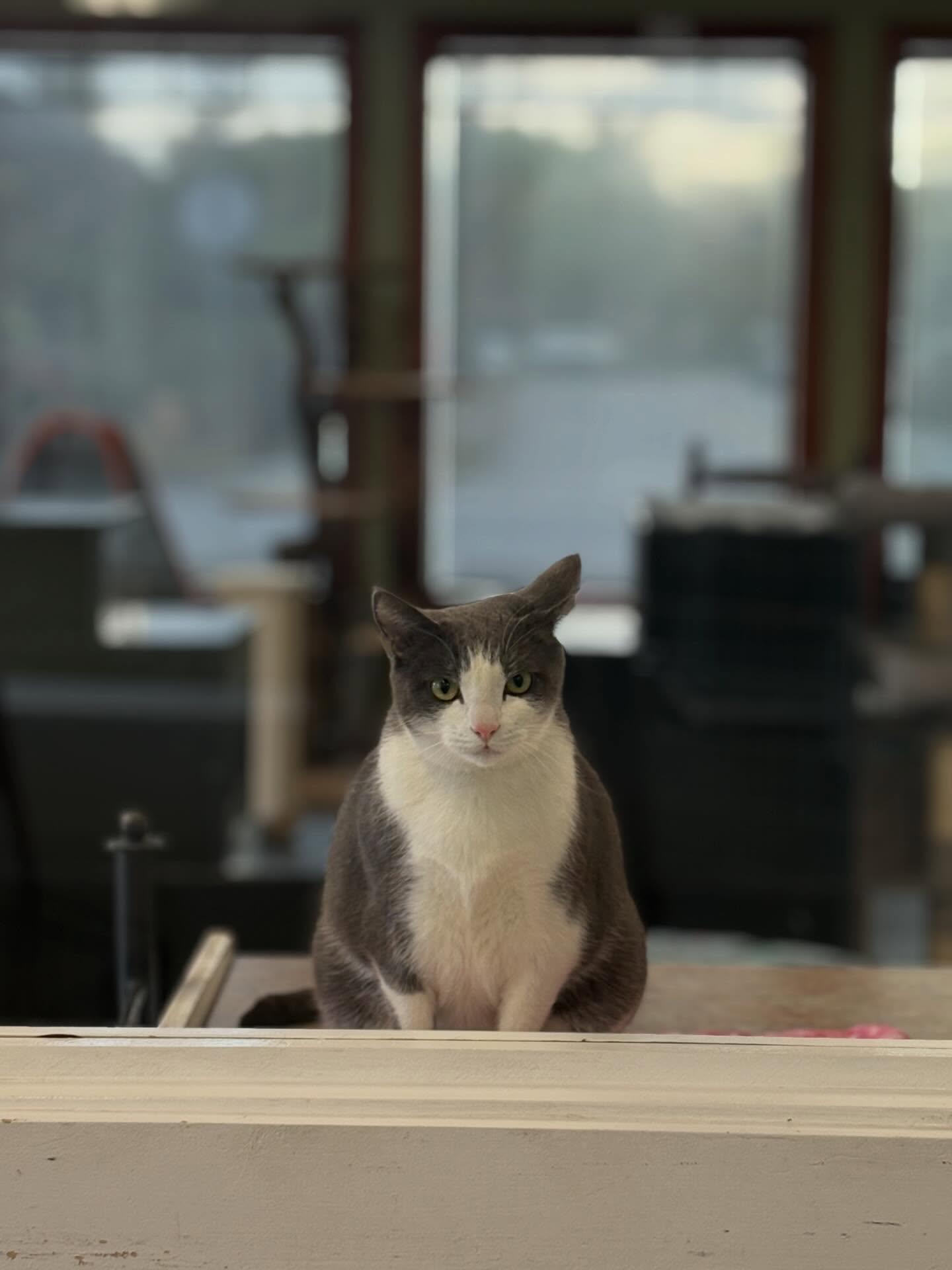 Charlie, ADOPTABLE, Young Male Domestic Short Hair.