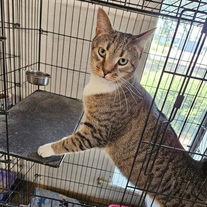 Groot, adoptable, Adult Male Domestic Short Hair.