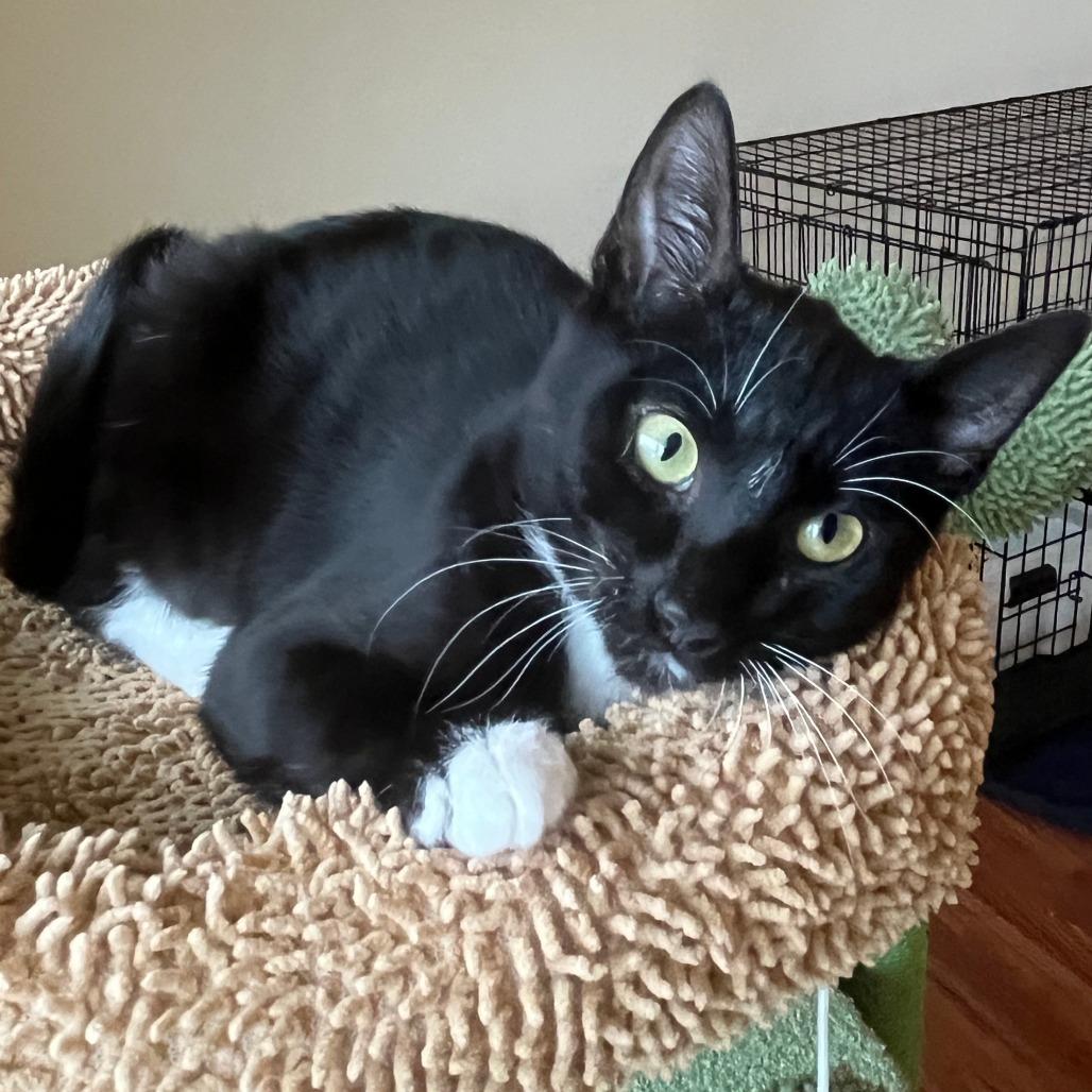 Gust, Adoptable, Kitten Male Domestic Short Hair.