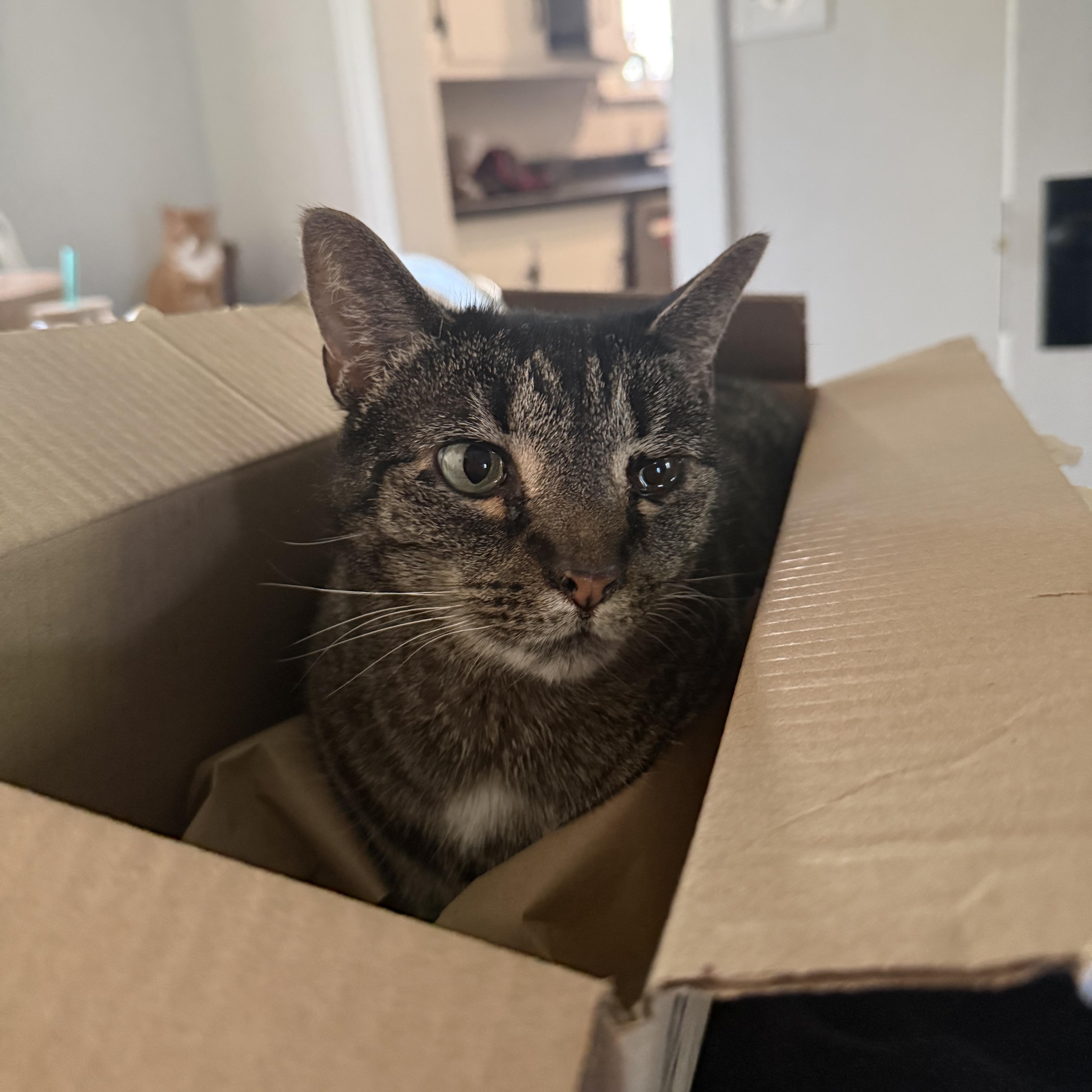Enlarge Molly, a Adoptable Domestic Short Hair in Anderson, IN image 1/5