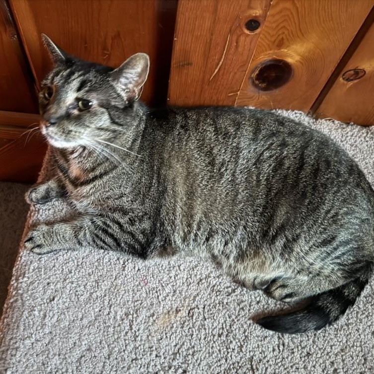 Enlarge Molly, a Adoptable Domestic Short Hair in Anderson, IN image 4/5