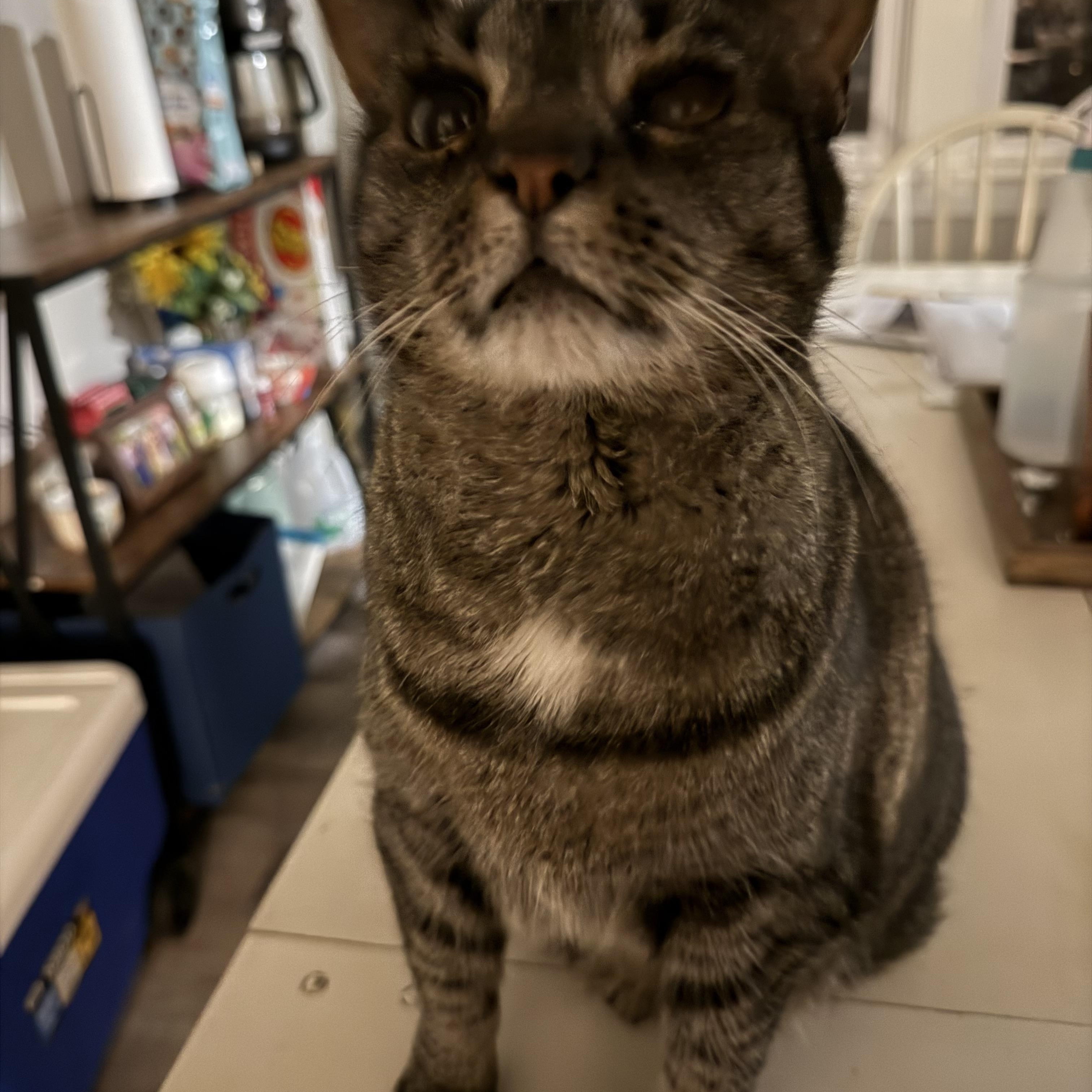Molly, ADOPTABLE, Adult Female Domestic Short Hair.