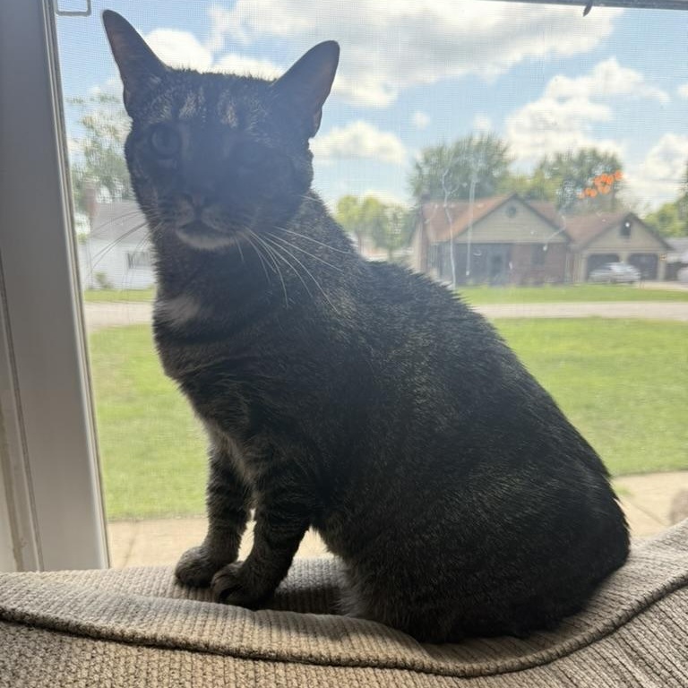 Enlarge Molly, a Adoptable Domestic Short Hair in Anderson, IN image 3/5