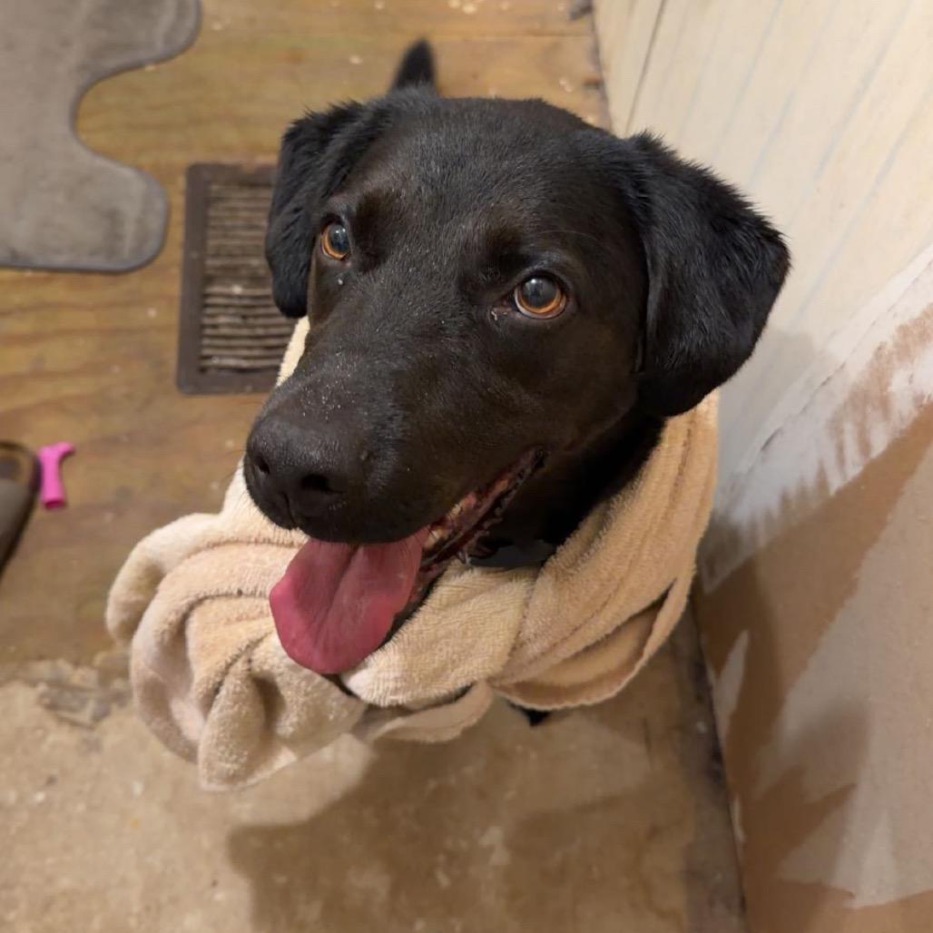Panda, a Adoptable Black Labrador Retriever in West Point, MS image 1/3
