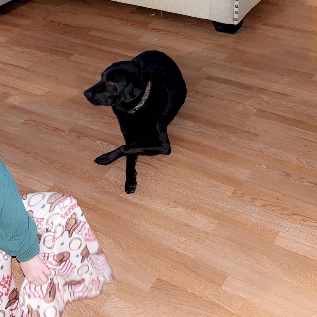 Panda, a Adoptable Black Labrador Retriever in West Point, MS image 2/3