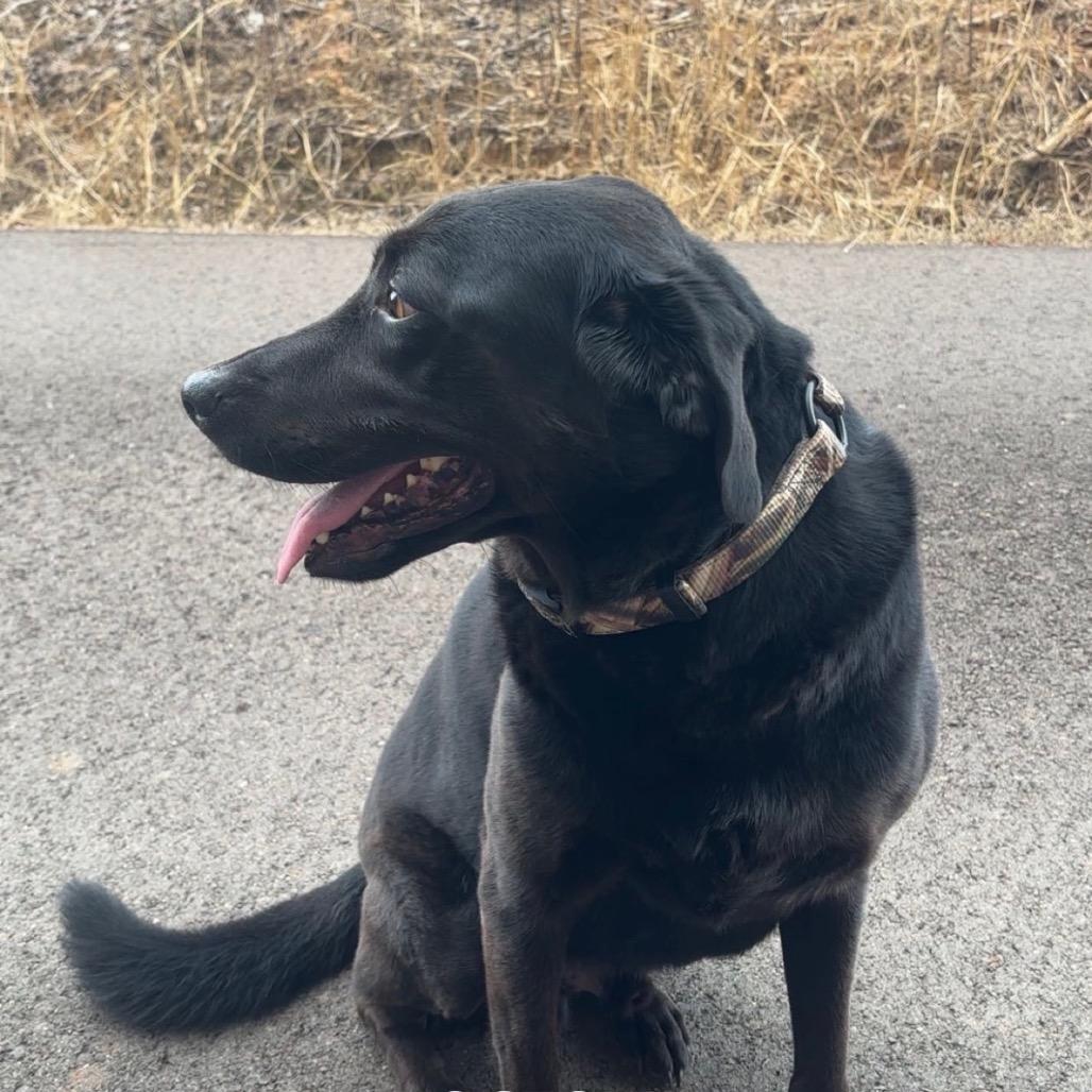 Panda, a Adoptable Black Labrador Retriever in West Point, MS image 3/3