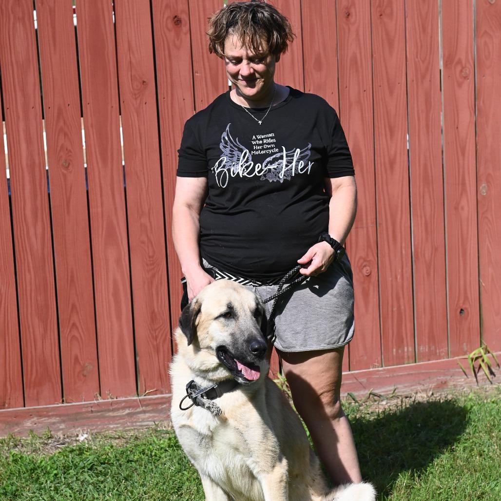Ralph, Adoptable, Adult Male Anatolian Shepherd.