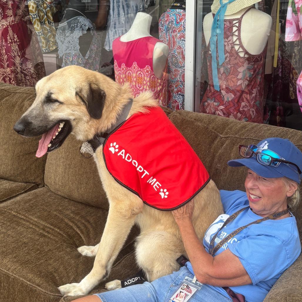 Ralph, a Adoptable Anatolian Shepherd in Richmond, VA image 2/6