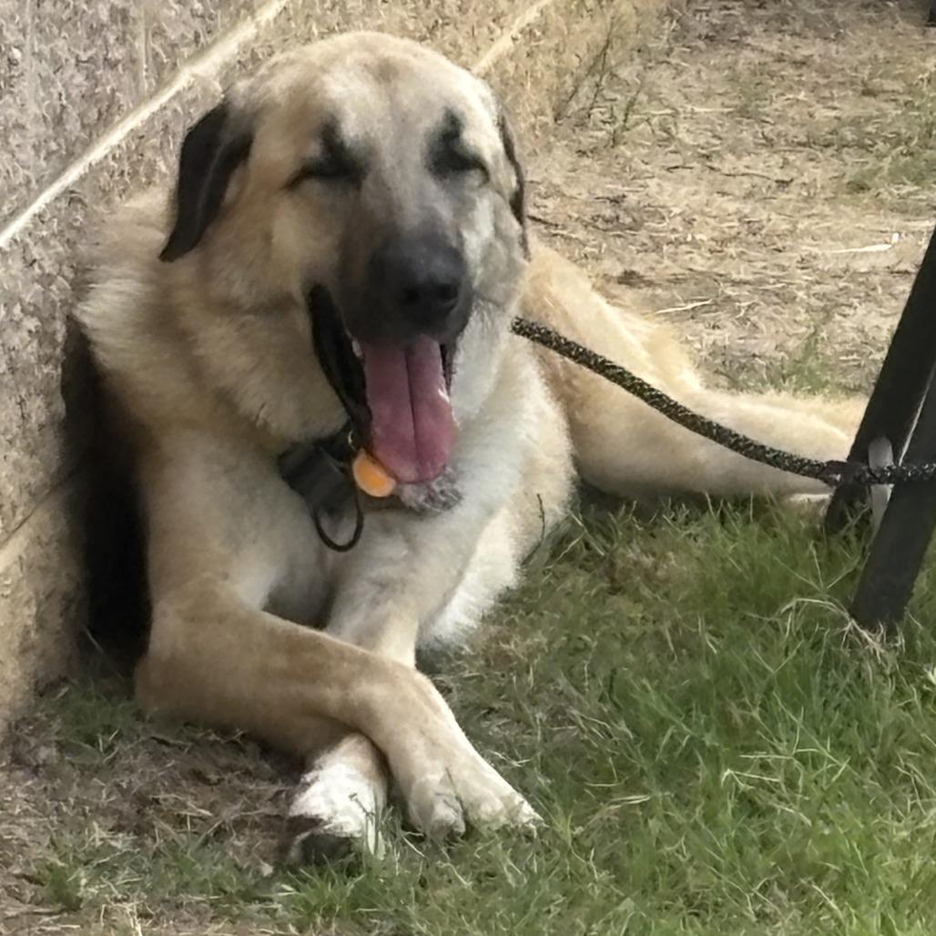 Ralph, a Adoptable Anatolian Shepherd in Richmond, VA image 3/6