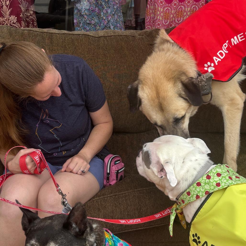 Ralph, a Adoptable Anatolian Shepherd in Richmond, VA image 4/6