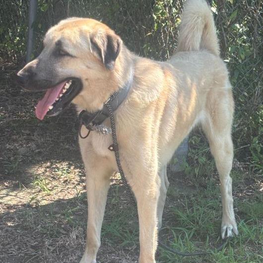 Ralph, a Adoptable Anatolian Shepherd in Richmond, VA image 5/6