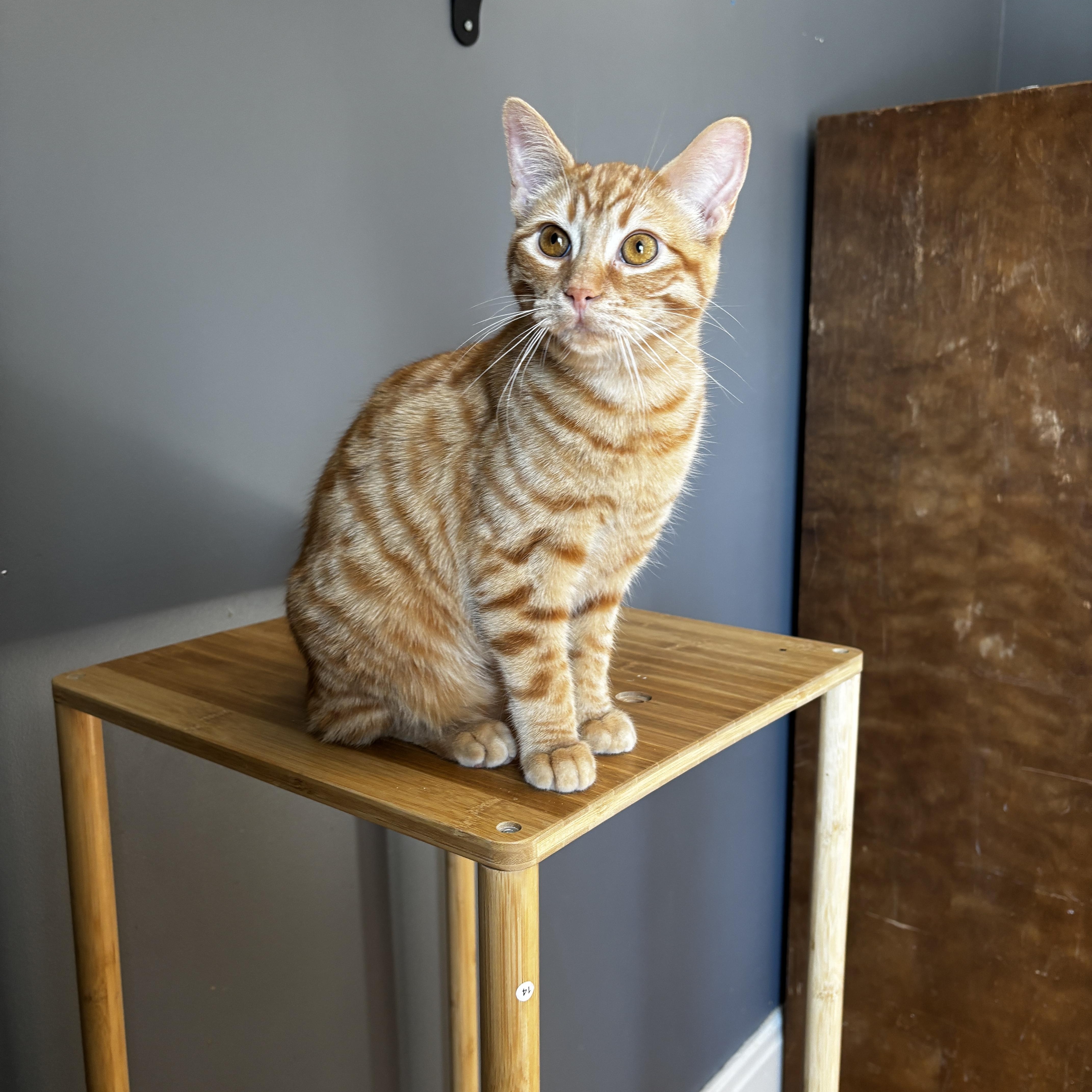 Enlarge RASCAL, an adoptable Domestic Short Hair in Shakespeare, ON image 5/5