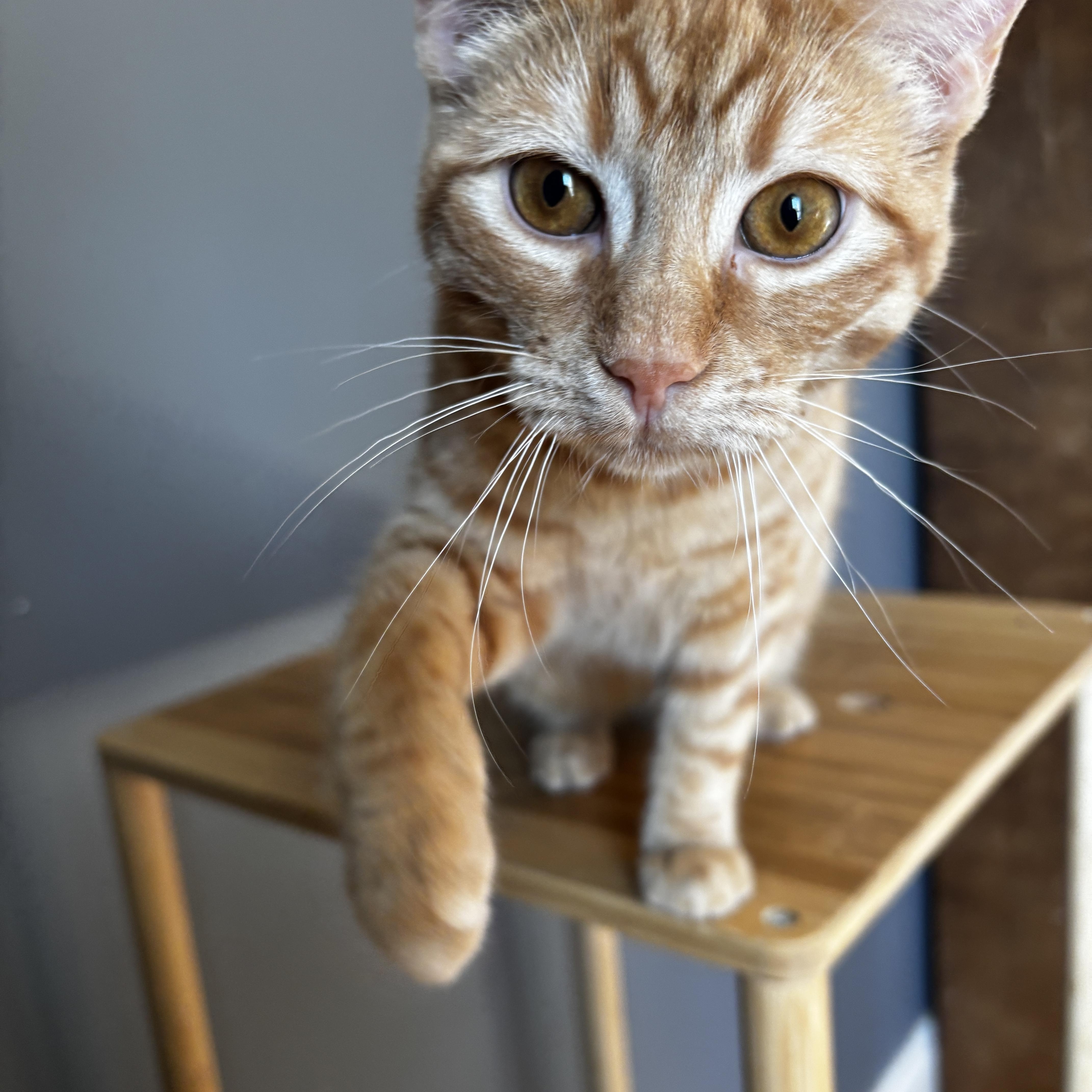 Enlarge RASCAL, an adoptable Domestic Short Hair in Shakespeare, ON image 3/5