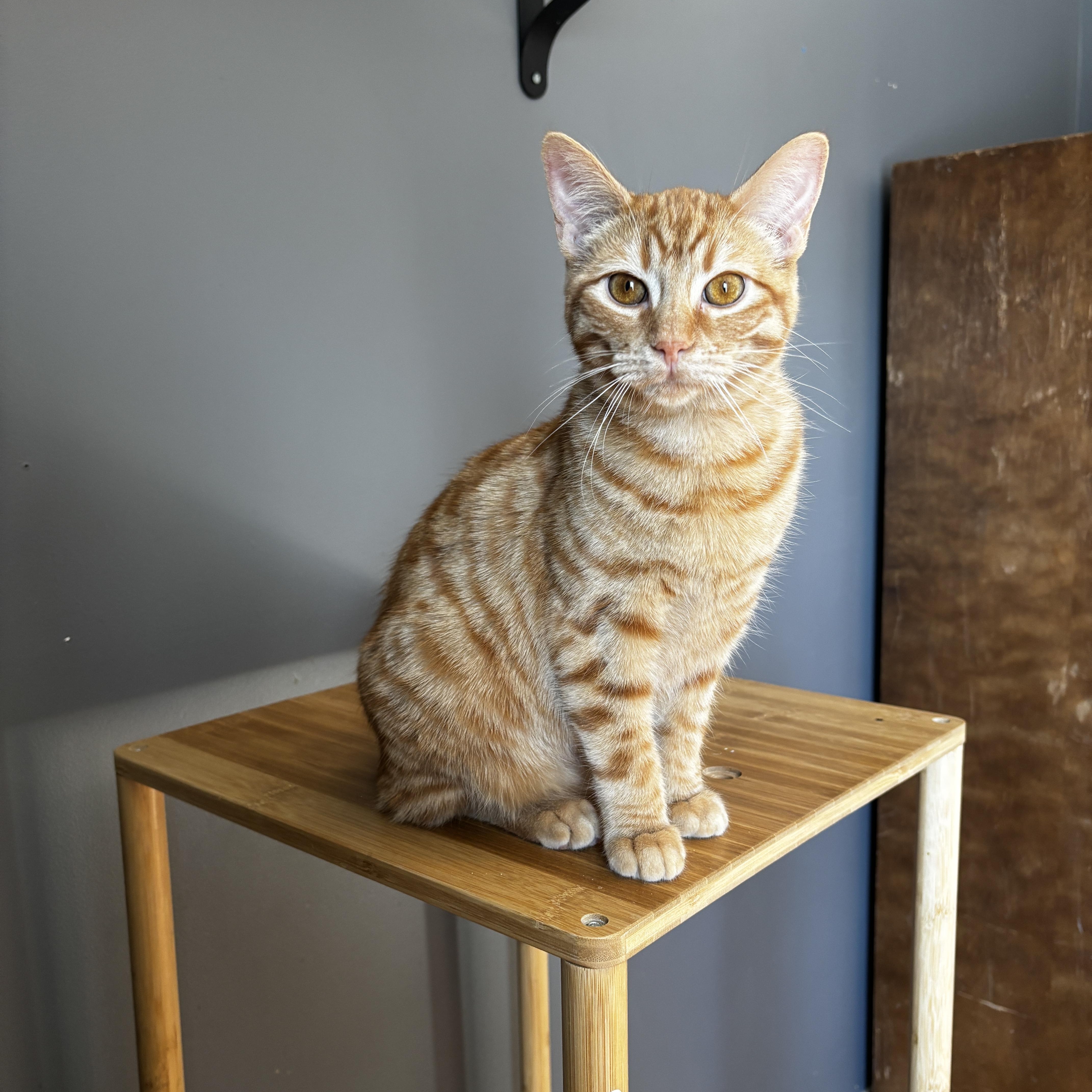 Enlarge RASCAL, an adoptable Domestic Short Hair in Shakespeare, ON image 1/5