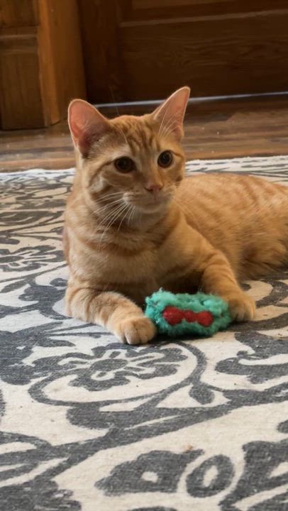 Enlarge RASCAL, an adoptable Domestic Short Hair in Shakespeare, ON video 4/5