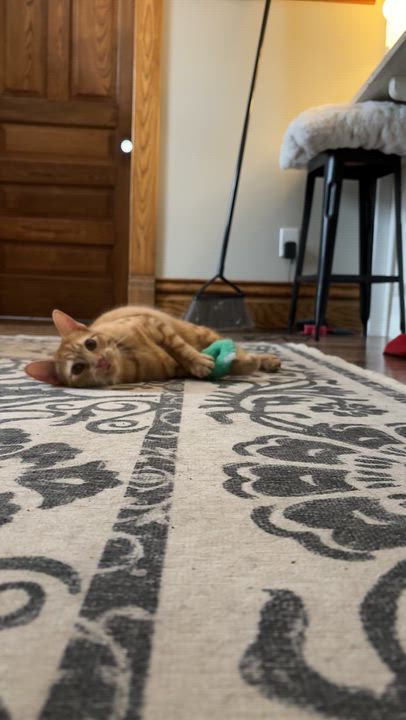 Enlarge RASCAL, an adoptable Domestic Short Hair in Shakespeare, ON video 2/5