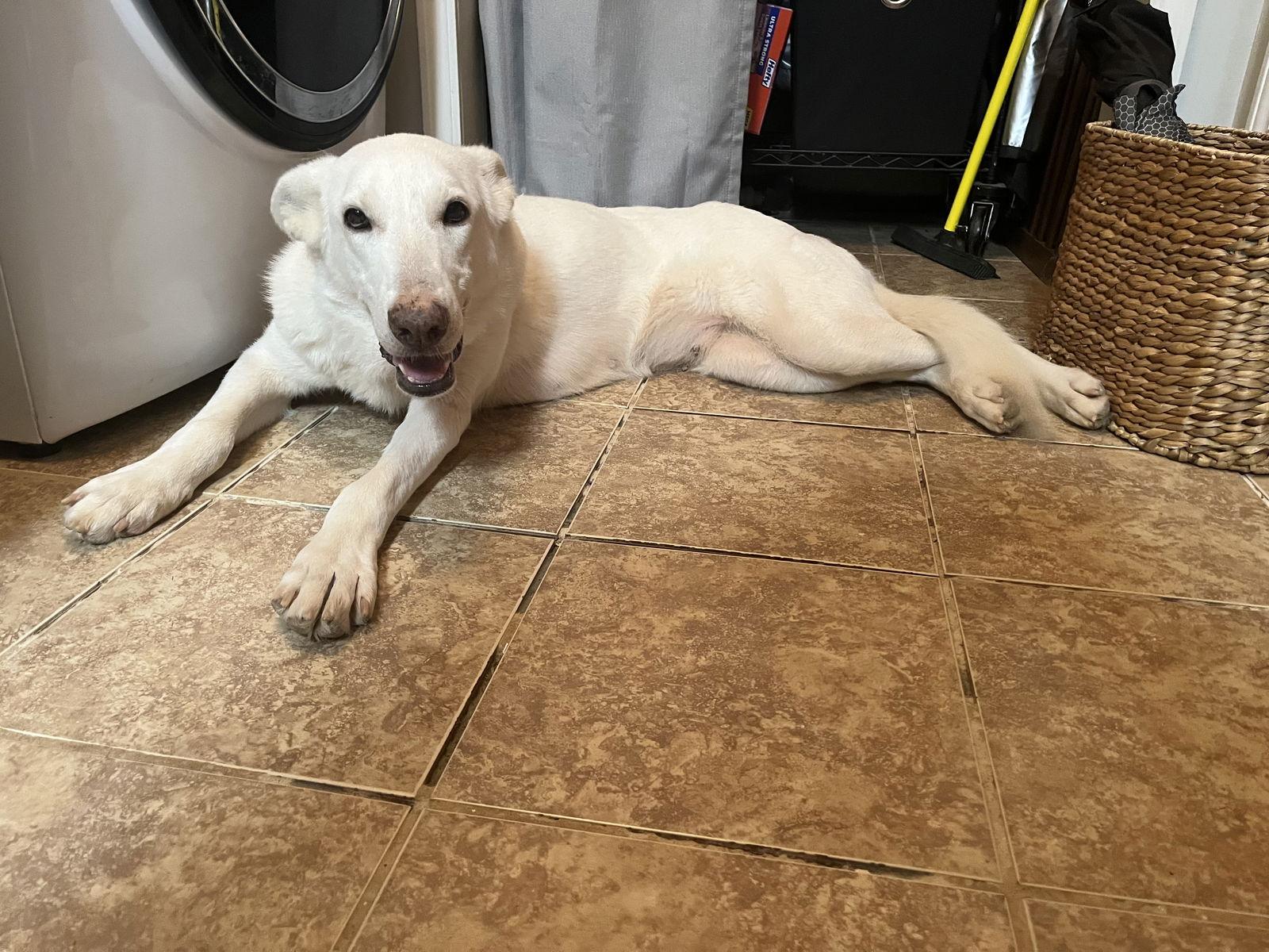 Alma Jean, Adoptable, Adult Female White German Shepherd.