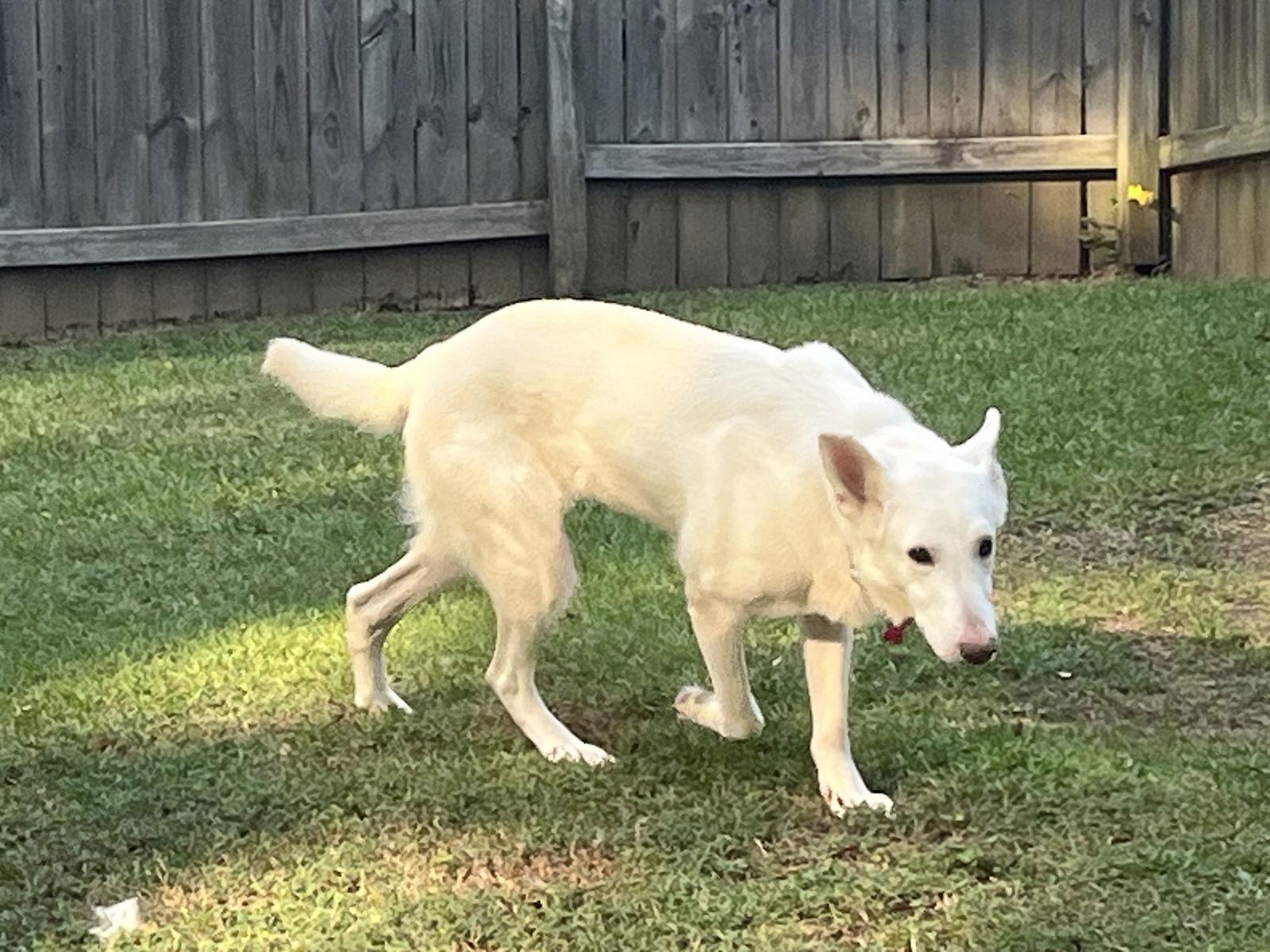 Enlarge Alma Jean, a Adoptable White German Shepherd in Londonderry, NH image 2/3