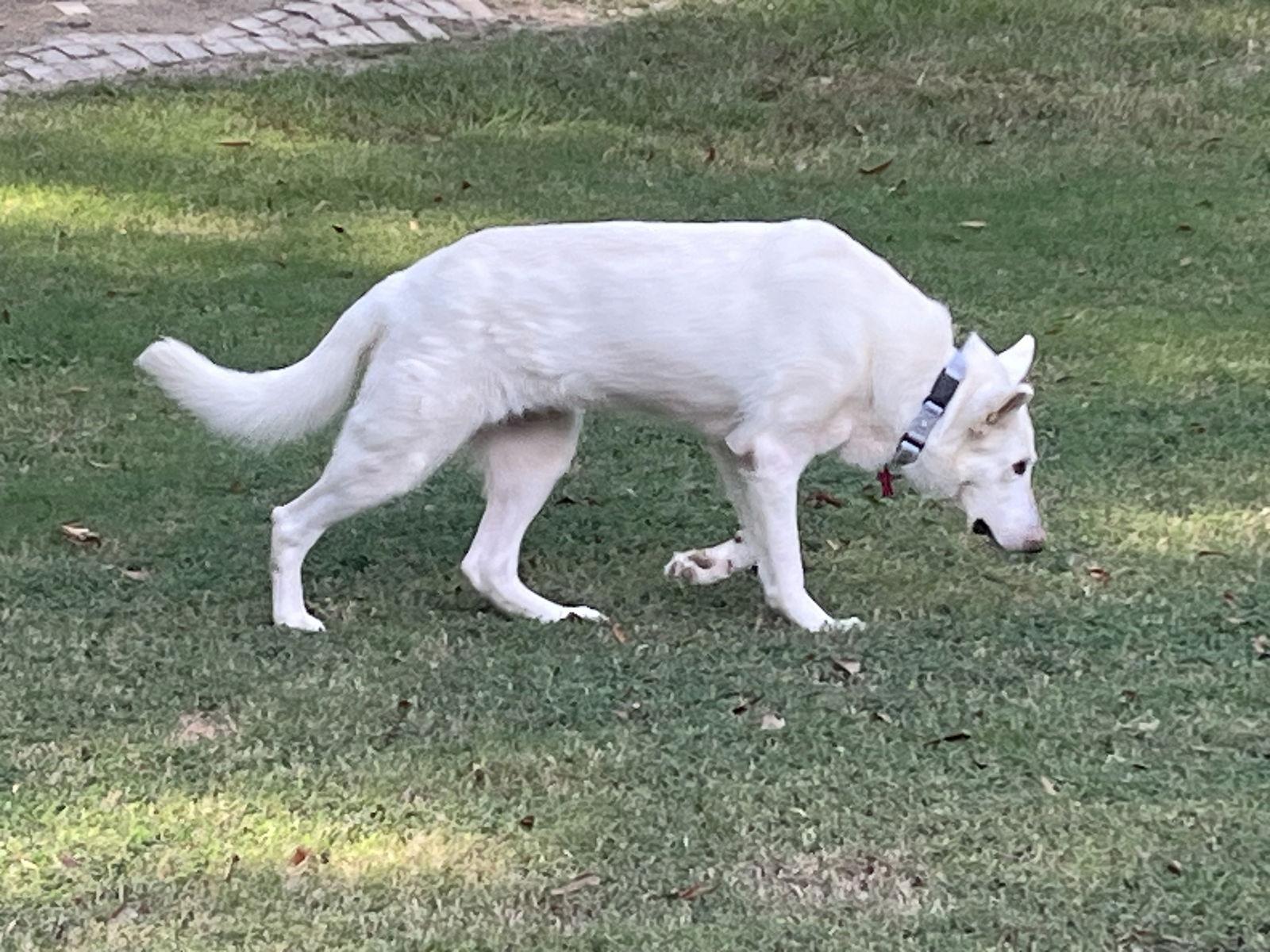 Enlarge Alma Jean, a Adoptable White German Shepherd in Londonderry, NH image 3/3