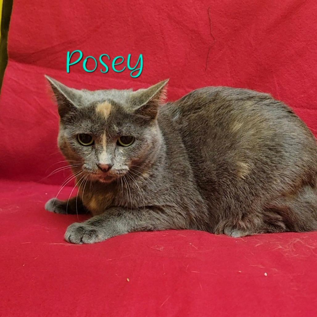Posey, Adoptable, Adult Female Domestic Short Hair.