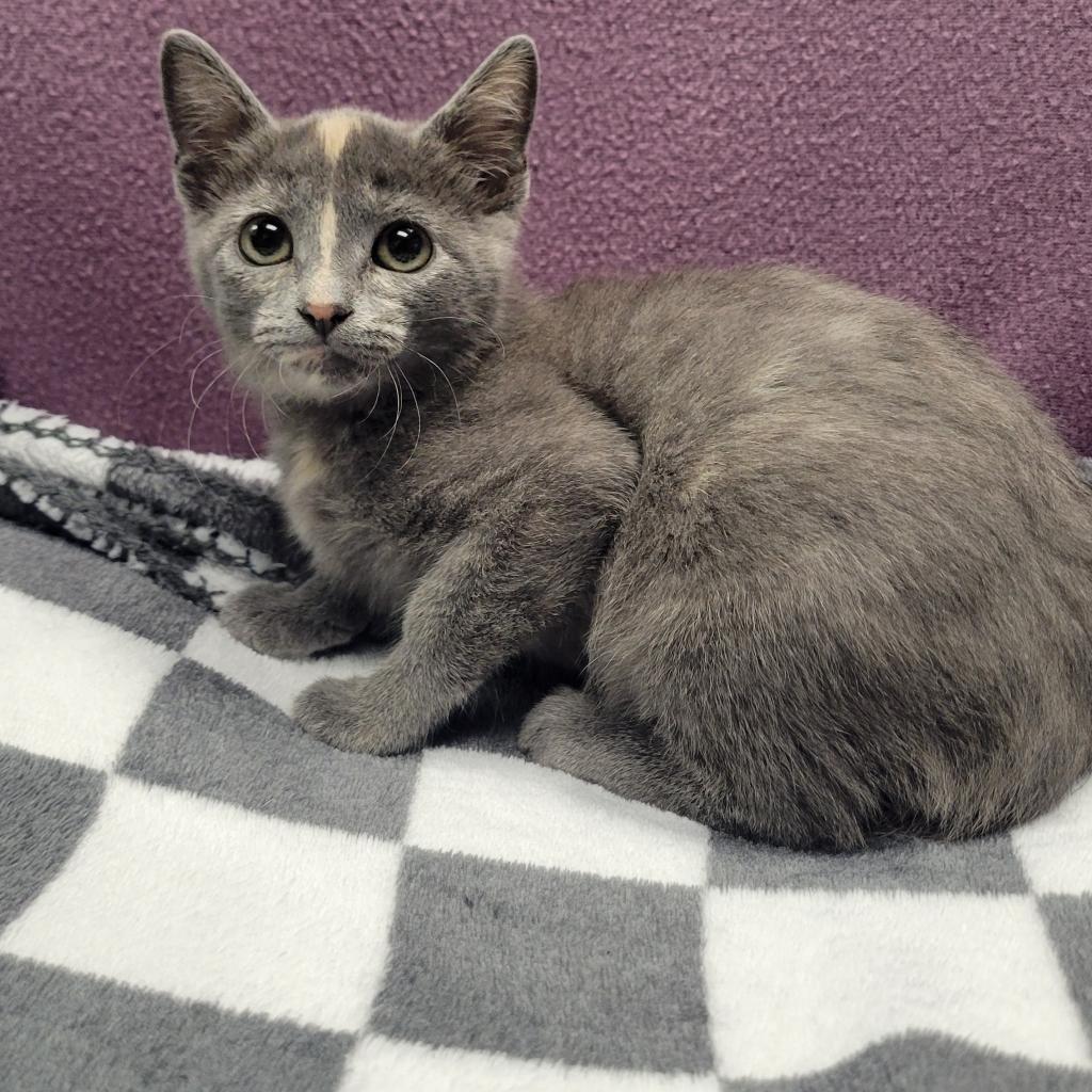 Enlarge Posey, a Adoptable Domestic Short Hair in Parkersburg, WV image 2/3