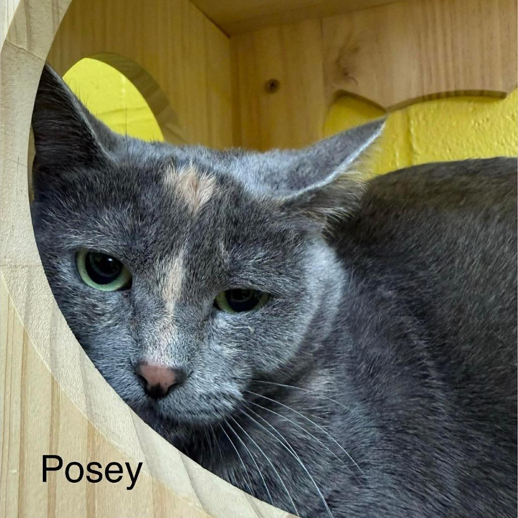 Enlarge Posey, a Adoptable Domestic Short Hair in Parkersburg, WV image 3/3