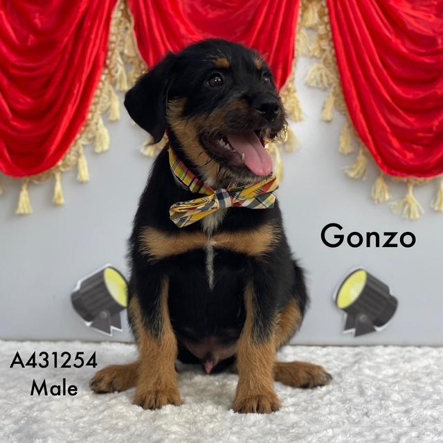 Enlarge Rowlf, a ADOPTABLE mixed breed in Farmingville, NY image 4/4