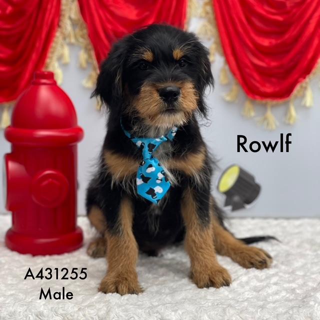 Enlarge Rowlf, a ADOPTABLE mixed breed in Farmingville, NY image 1/4