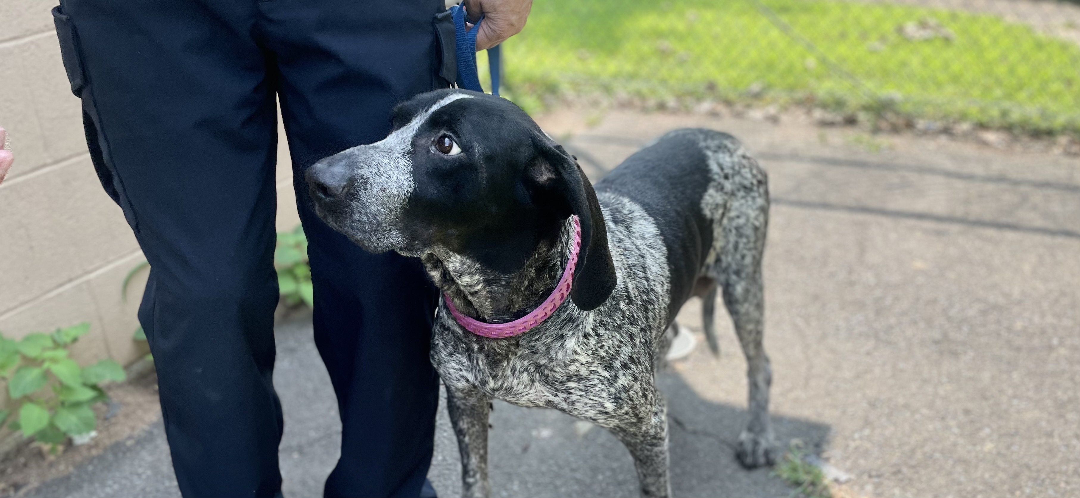 Enlarge Olivia, a Adopted Bluetick Coonhound in North Haven, CT image 1/6
