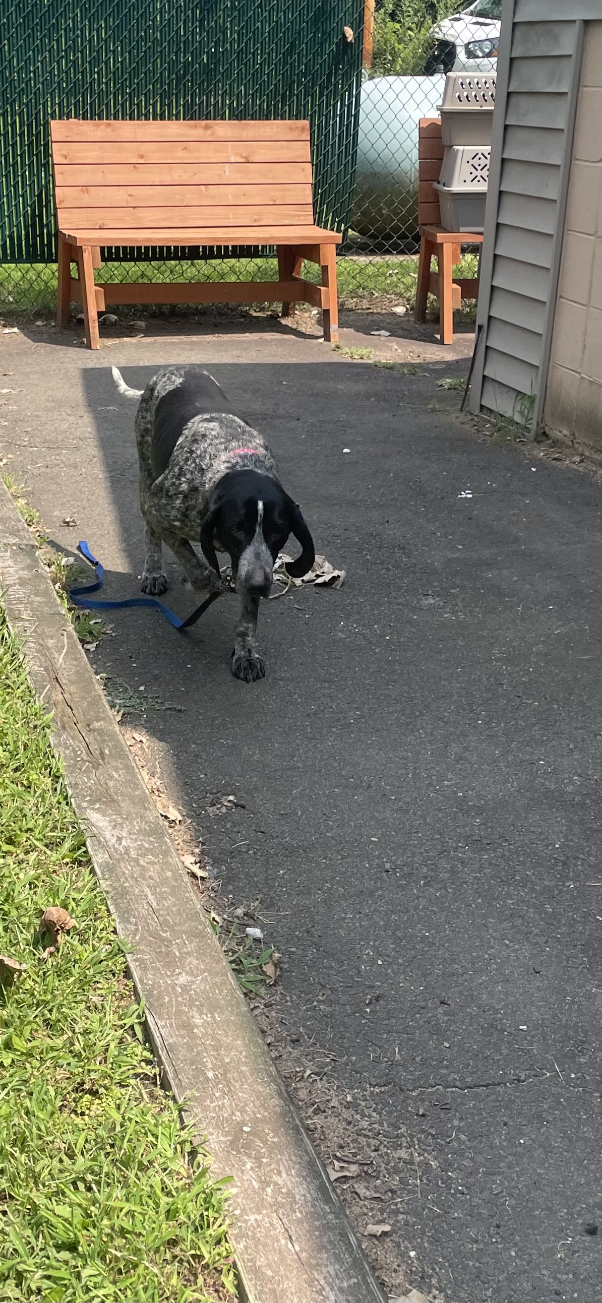 Enlarge Olivia, a Adopted Bluetick Coonhound in North Haven, CT image 2/6