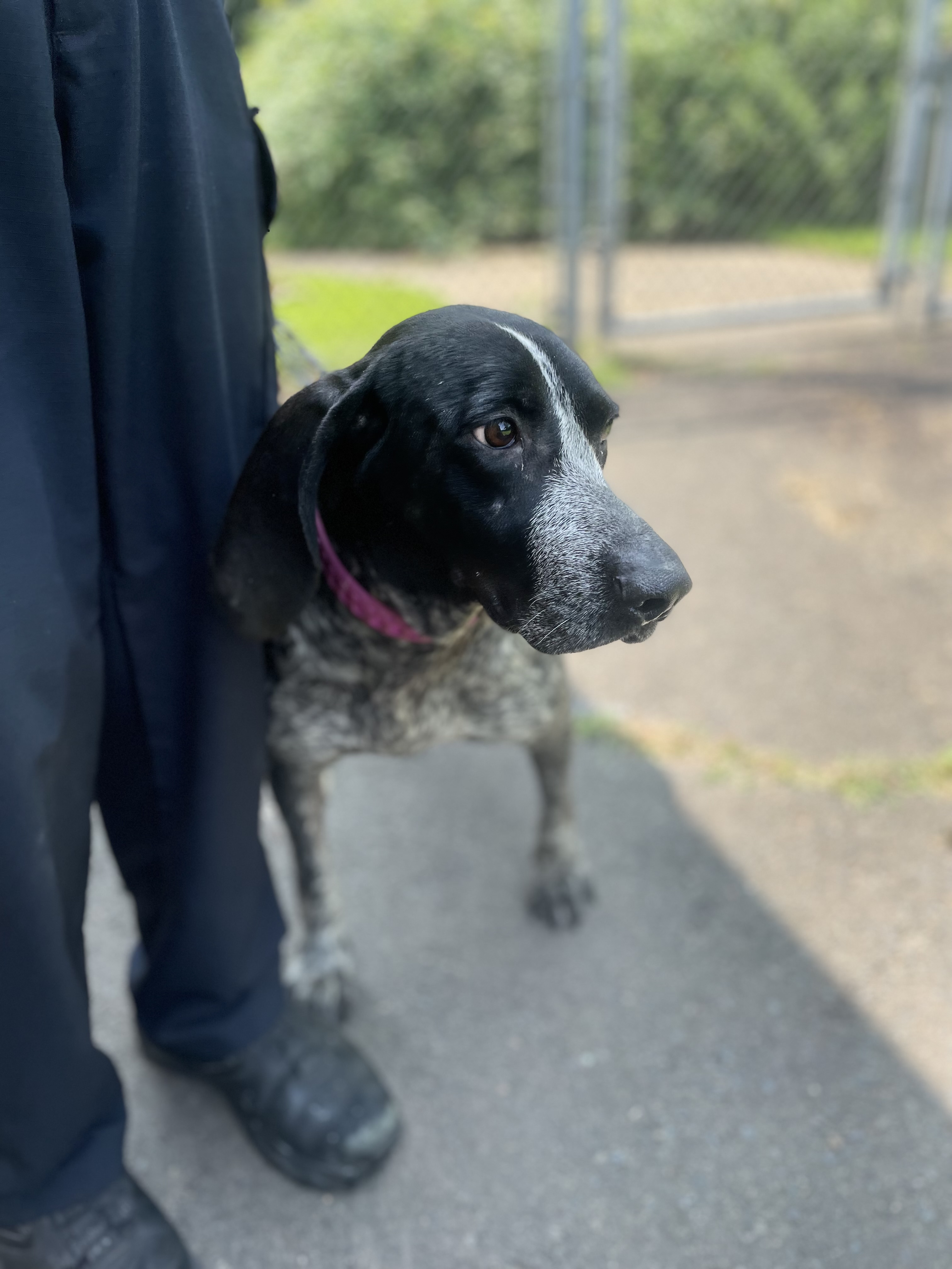 Enlarge Olivia, a Adopted Bluetick Coonhound in North Haven, CT image 3/6