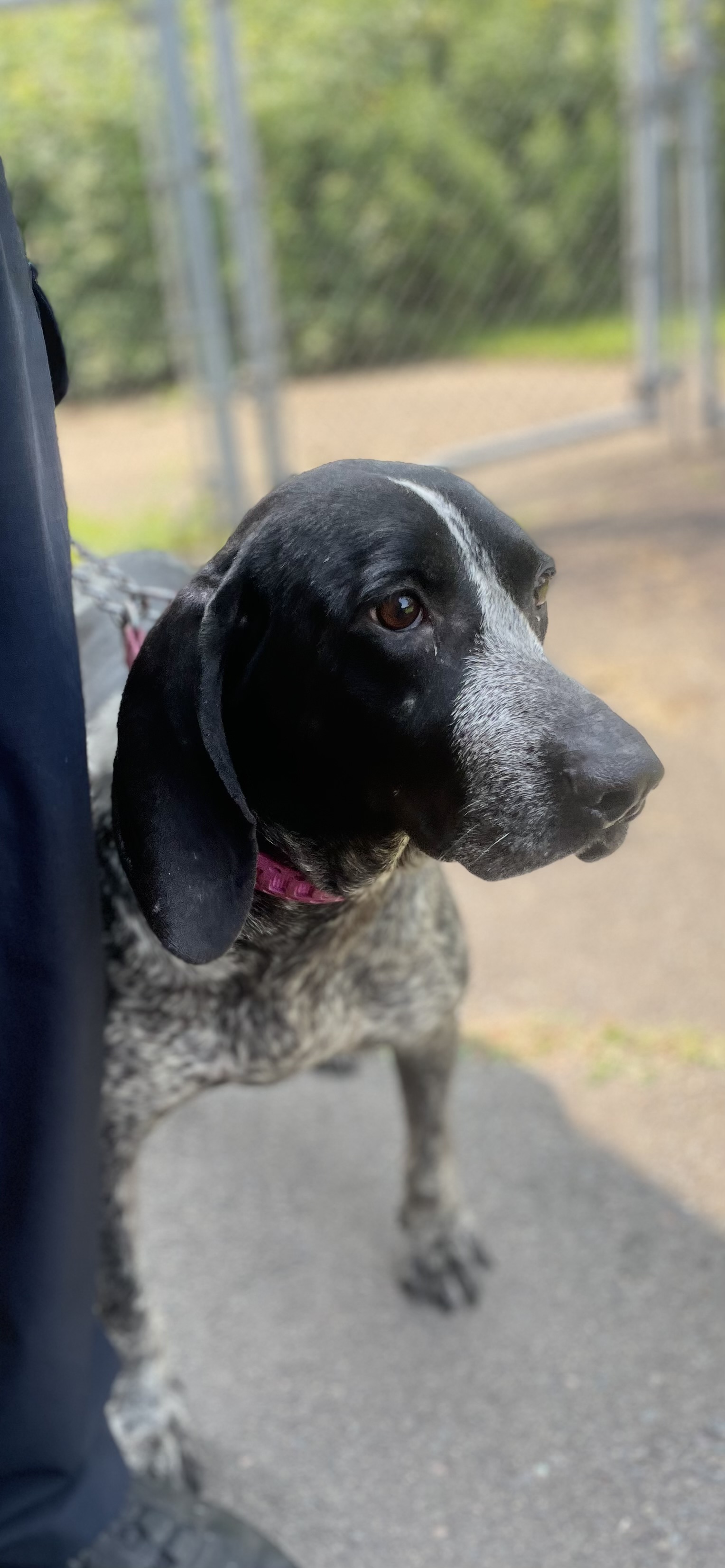 Enlarge Olivia, a Adopted Bluetick Coonhound in North Haven, CT image 4/6