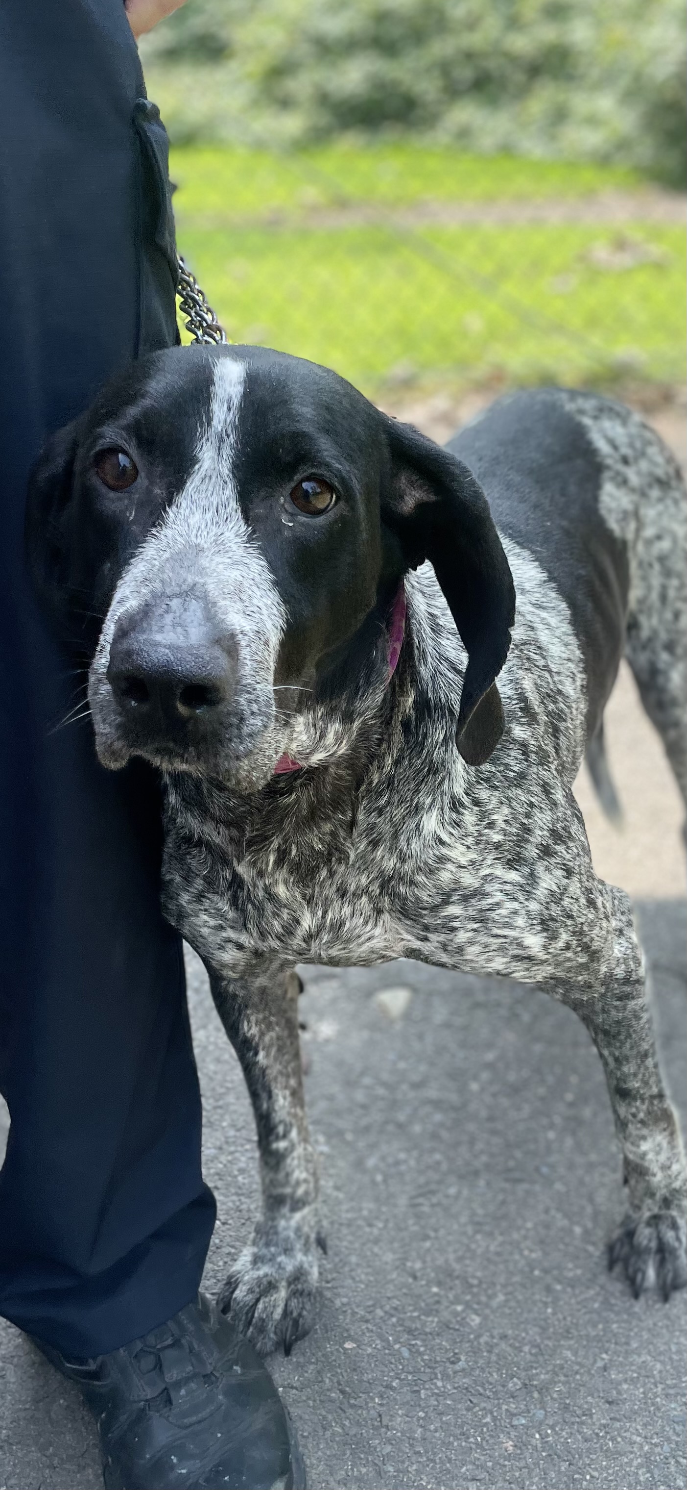 Enlarge Olivia, a Adopted Bluetick Coonhound in North Haven, CT image 5/6