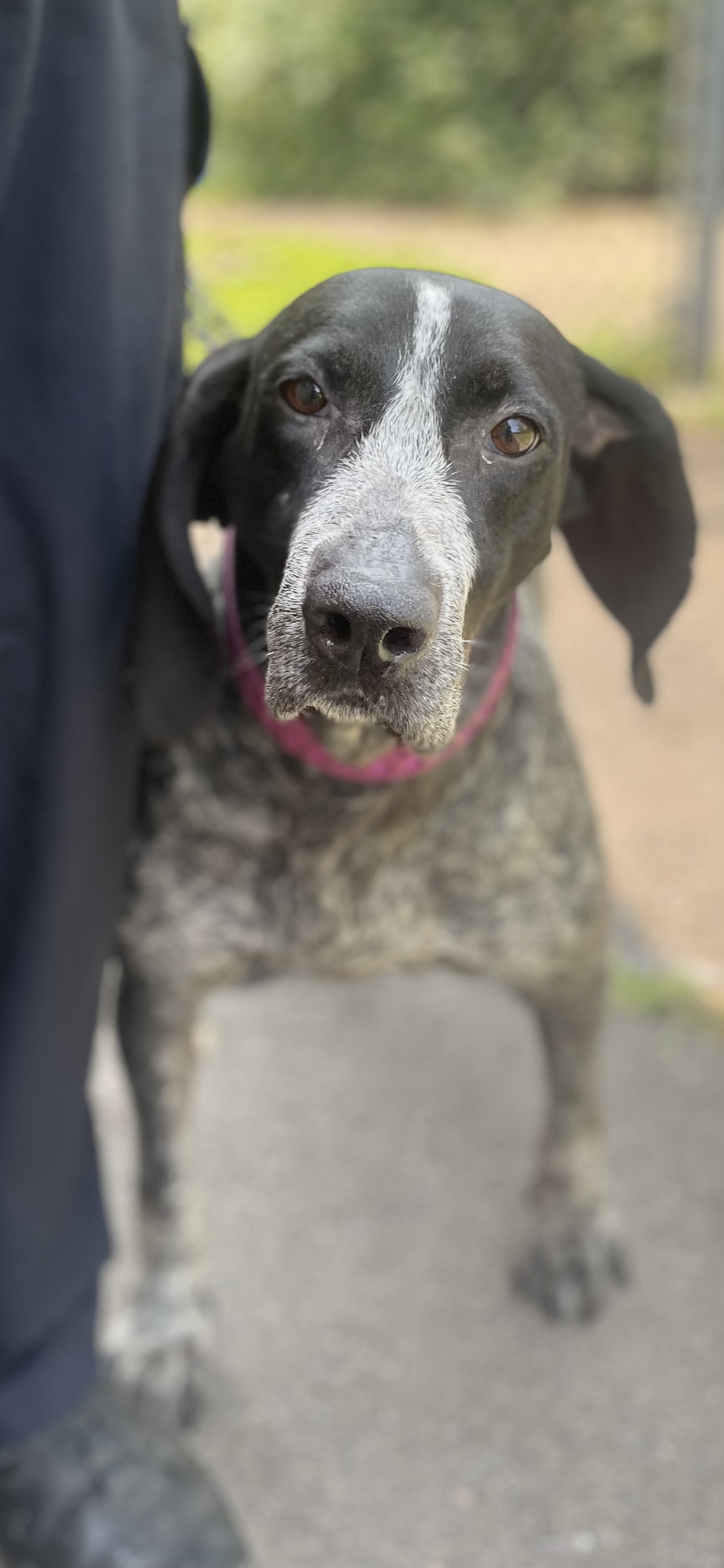 Enlarge Olivia, a Adopted Bluetick Coonhound in North Haven, CT image 6/6